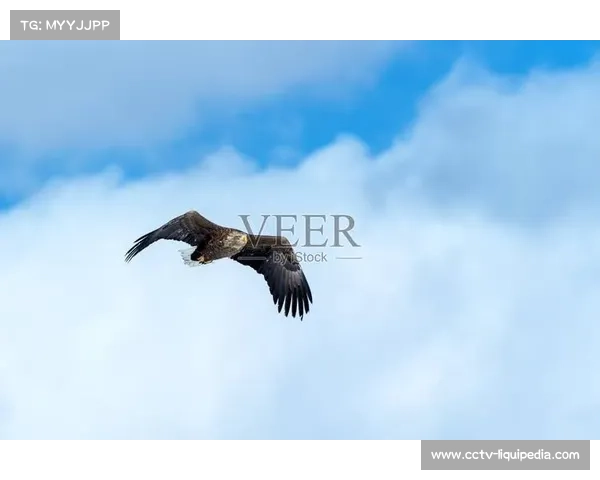 阿拉木图车队斯维特科夫成门头沟亚洲白衫热门,实力强劲 阿拉木图车队斯维特科夫成门头沟亚洲白衫热门,实力强劲